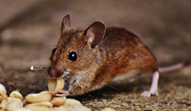 24 Hour & Emergency Exterminators in Shipley, AZ